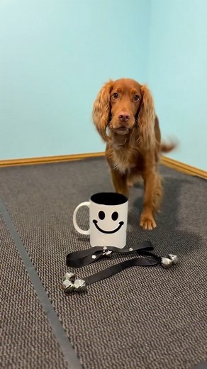 8.9K views · 1.2K reactions | Leo had the best time tonight figuring...