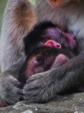 Adorable Newborn Baby Getting Milk