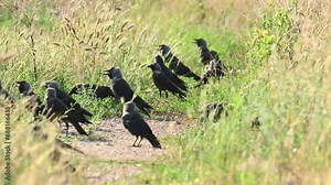 The western jackdaw Coloeus monedula, also known as the Eurasian jackdaw, the European jackdaw, or simply the jackdaw. A group of birds in the grass look around, and fly away. Stock Video