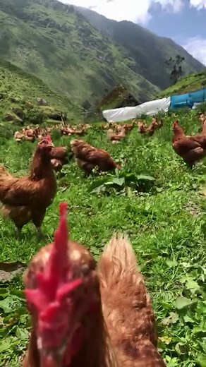 122K views · 601 reactions | : I have an incubator, can I hatch my...