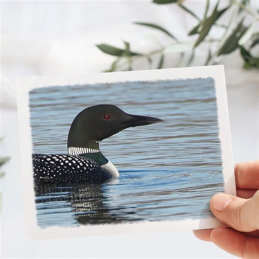 Loon Note Card Set - Etsy