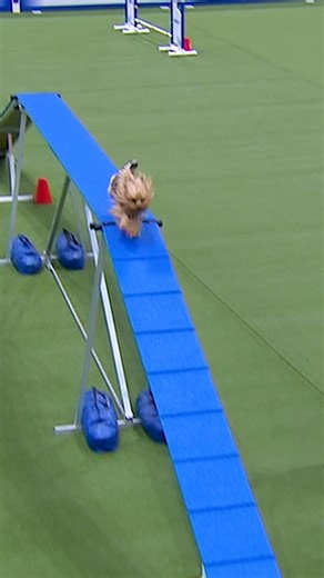 American Kennel Club on Instagram: "Robin and Toby the Yorkshire Terrier open up the 2025 AKC Agility Invitational with a beautiful run! ✨ @thefarmersdog"