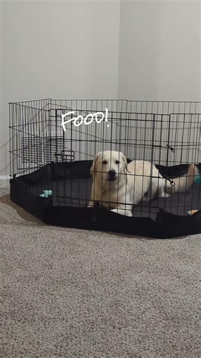 She's still trying to figure out how much volume is needed to get what she wants 🙄 #goldenretriever