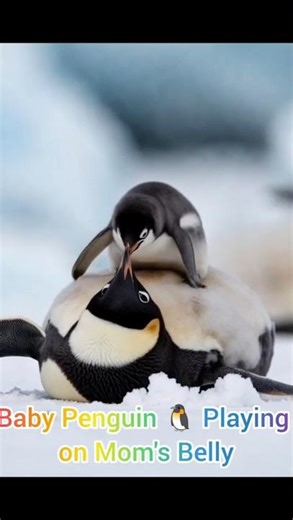 Baby Penguin Plays on Mom's Tummy 🥺🐧 #shorts