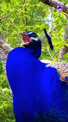 Peacock Sound Video #peacock #peafowl #pavoreal #shorts