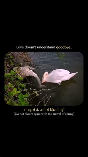 Love Doesn't Understand Goodbye 💔 | Zindagi Ke SafarMein Guzar Jaate Hai #shorts #love
