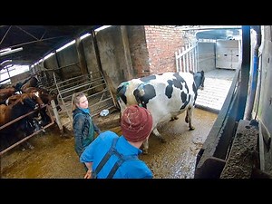 FARMER HAS DECIDED TO SELL HIS BEST COWS!