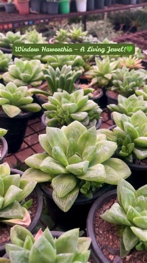 Why Window Haworthia Is a Collector’s Favorite