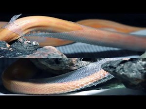 ALBINO RETICULATED PYTHON SHEDDING SKIN