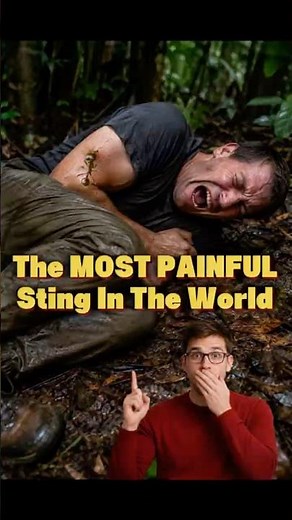 Bullet Ant: The Most Painful Insect Sting on Earth? #ants #bulletant #antvideo #insectshorts