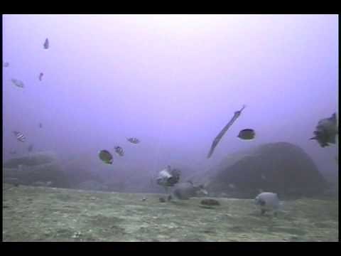 07.11.24 青ヶ島　新堤防　石鯛釣り　水中映像　伯楽の大家