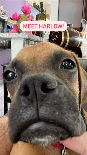 Happy Sunday everyone!! Meet Harlow! She is a loving, wiggly puppy that NCBR was able to help save because we had a foster home for her to go to. NCBR couldn’t do what we do without our amazing foster homes! Please apply to become a foster at NCBR.org/foster. It’s fun, it’s free, and it saves lives (like Harlow’s!) #boxerpuppy #boxerpuppies #puppy #puppies #dogsofinstagram #norcal #sonoma #napa #tularecounty #sacramento #sanfrancisco #oakland #alameda #dogrescue #adopt #adoptdontshop #rescuedog 