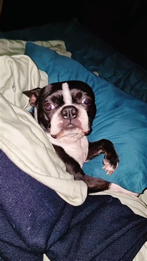 Boston Terrier . La Señorita No Le Gusta Hacer nada #avalonreservanatural #bostonterrier #dog #free