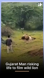 A shocking viral video from Gujarat shows a man dangerously close to a wild lion to film it. The lion suddenly charged at him, but he managed a narrow escape. The video has sparked outrage online, with people calling out the reckless behavior. #Gujarat #ViralVideo #WildLion #DangerousStunt #RecklessBehavior #AnimalAttack #IndiaNews #TrendingNow | Indiatimes