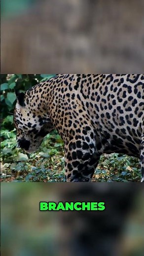 Le Jaguar: Maîtrise et Discrétion dans la Jungle Sauvage#Jaguar #Jungle #Prédateur #AnimauxSauvages
