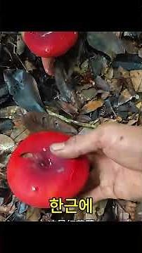 The Truth About Mushroom Prices 💰