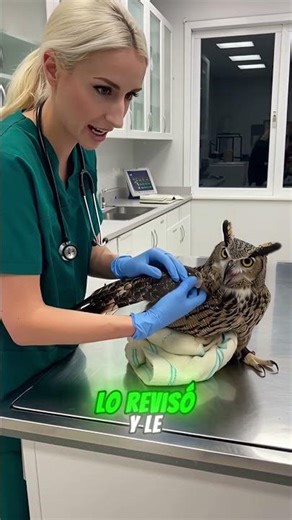 I saved an owl from injury