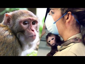 What I saw working in a monkey research facility