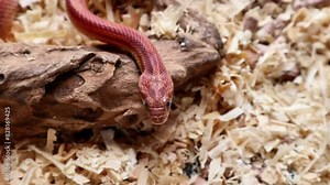 Corn snake normal morph as pet.Inside enclosure