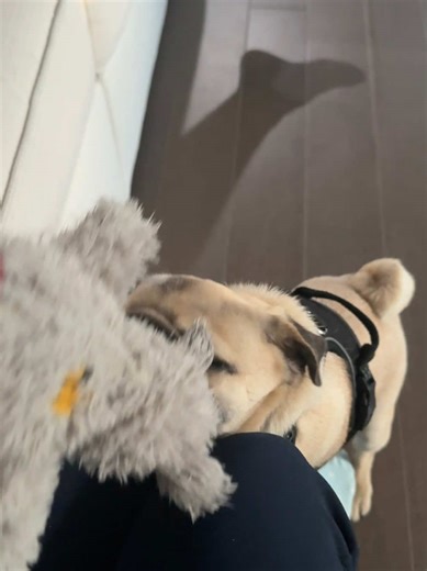 Playtime!! #playtime #pug #funnyvideos #pugsoftiktok #puppy | pugs