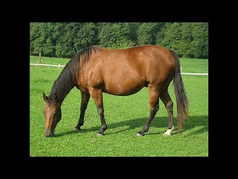 horse sounds vol 6
