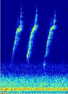 Individual-specific Vocalizations