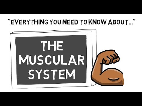 The Muscular System | Sport Science Hub: Physiology Fundamentals | No Music
