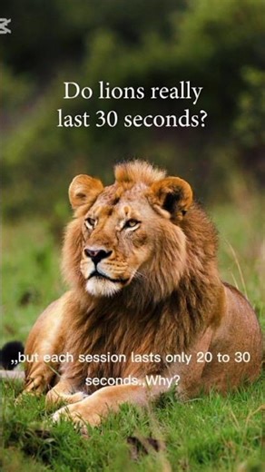 Do Lions Really Last Only 30 Seconds?! 🦁😳