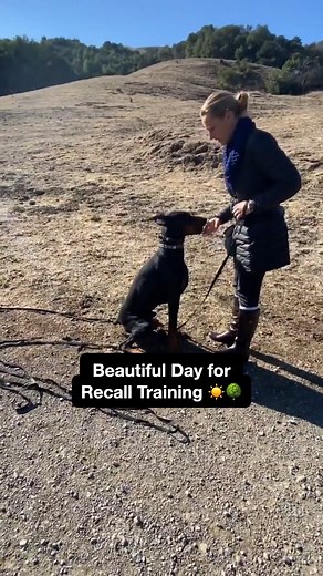 15 reactions | This is what effective recall training looks like! We start with short recalls from only a few feet away to set them up for success and slowly add more distance (and freedom) as they perform well.  | Koru K9 Dog Training & Rehabilitation | Facebook
