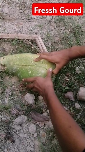Mastering the Art of Gourd Cutting! 🍂🔪