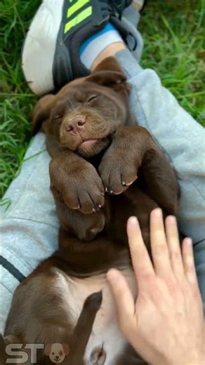 La vida de un labrador: mimos y relax total 🐶