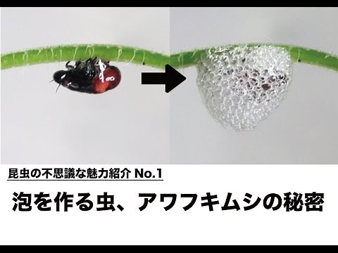 泡を作る虫、アワフキムシの秘密〜昆虫の不思議な魅力紹介No.１〜