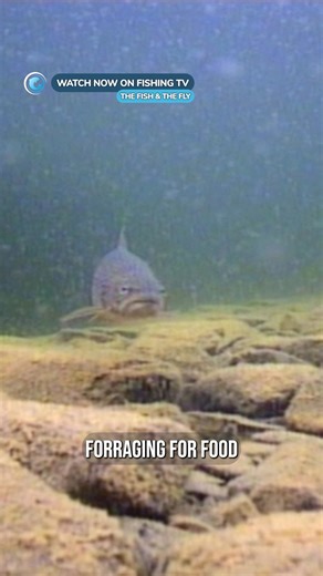 33K views · 466 reactions | Every fly fisher needs to watch these...