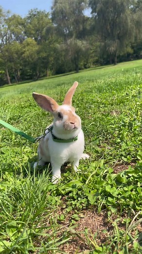 Cinnamon Fireball: Adorable Mini Rex Bunny for Adoption