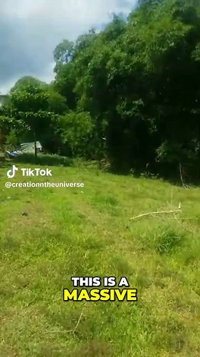 Brown Horse Close-Up: Discover Nature's Secrets