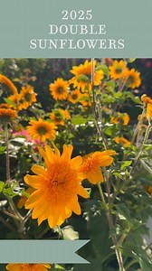 Double Sunfinity sunflowers coming in 2025? UNLESS you got them early when I saw them @homedepot this summer 🤣👏. @olsons_greenhouse_gardens somehow magically had access to growing these beauties for us and got to ship them early! She caught my eye because I’ve never seen anything quite like her. After seeing videos, this summer from “cultivate” and other gardening trade shows, I realized how special she was. She is a reblooming sunflower with no need to deadhead. And her demure looks have a be