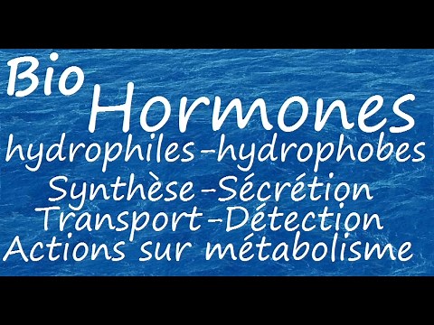 Hormones hydrophiles et hydrophobes
