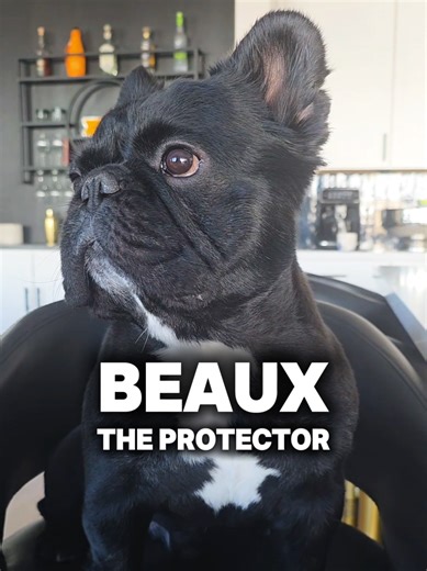 🔊☝🏻The many sights & sounds of Beaux #frenchbulldog #dogsoftiktok #frenchie #fyp