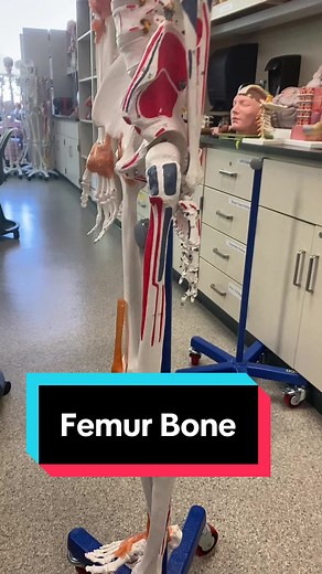 Femur Bone Anatomy! #anatomylab #bones #anatomy #femur #skeleton #osteology #muscles #anatomytiktok #learnontiktok #stem #professorkleinanatomy