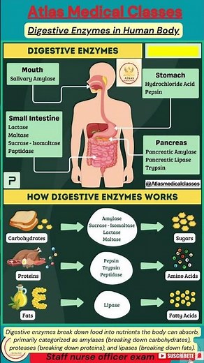 Digestive Enzymes in Human Body #shorts #viralshort #health #food #healthy #viral #digestivehealth 😋