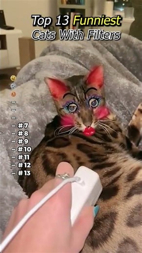 Ranking Cats With Filters #cat #animals