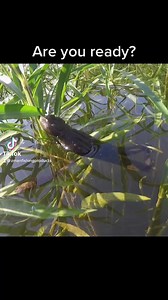 46K views · 307 reactions | Be on the lookout for Part 7 of the GOAT ToadZ video series next week where we will go over the testing phase. It will include feedback from our pros as well, so be sure to tune in! #GOAT #ToadZ #ElaZtech #topwater #frog | Z-Man Fishing Products | Facebook