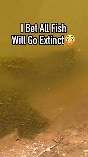 massive baby snakehead ball lol 😆 | Albert's Guppy Adventure