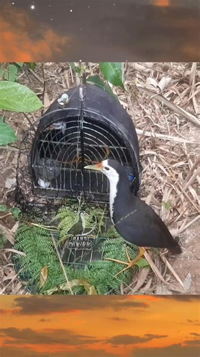590 reactions · 19 shares | Amazing bird trap momen ‼️ #amazing #bird #trap #BangDikak | Bang Dikak | Facebook