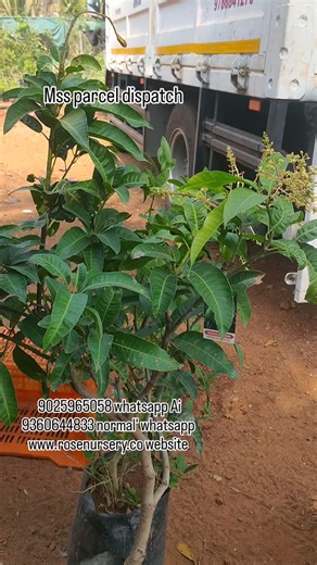 Mss parcel dispatch to open box for online customer #vural#shorts#trendy#tamil #plants | Rose Nursery
