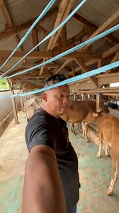 sapi pedetan jantan dan betina #sapigiras | Dudung Suherman