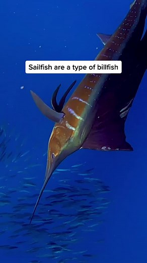 Sailfish vs Swordfish: A Guide to the Differences