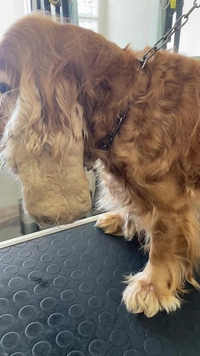 Professional Cocker Spaniel Grooming | Cocker Spaniel Haircut Tips