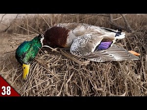 I Shot A RARE MALLARD! (Limited Out) | SOLO Late Season Duck Hunting 2021