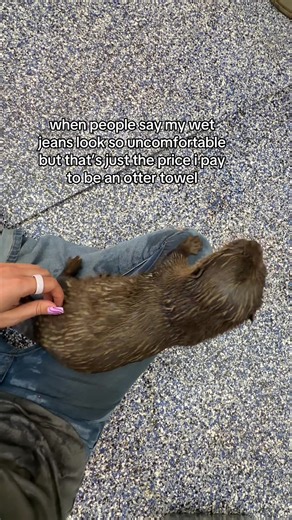 it’s a lifestyle atp #otters #asiansmallclawedotter #wetjeans | water jeans
